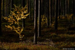FinnFoto_746109