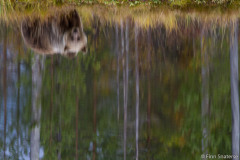 Wildlife