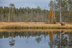 FinnFoto_519626