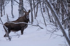 FinnFoto_714905